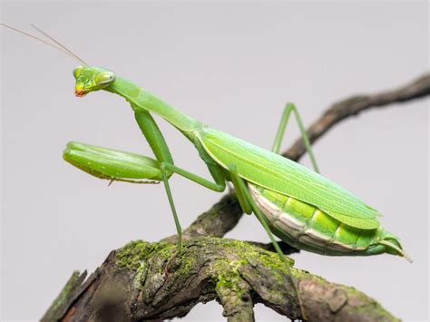 une mante religieuse dans la maison|Quelle est la signification des mantes religieuses